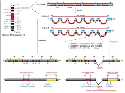 Frontiers | functional features of a novel interferon-stimulated gene
